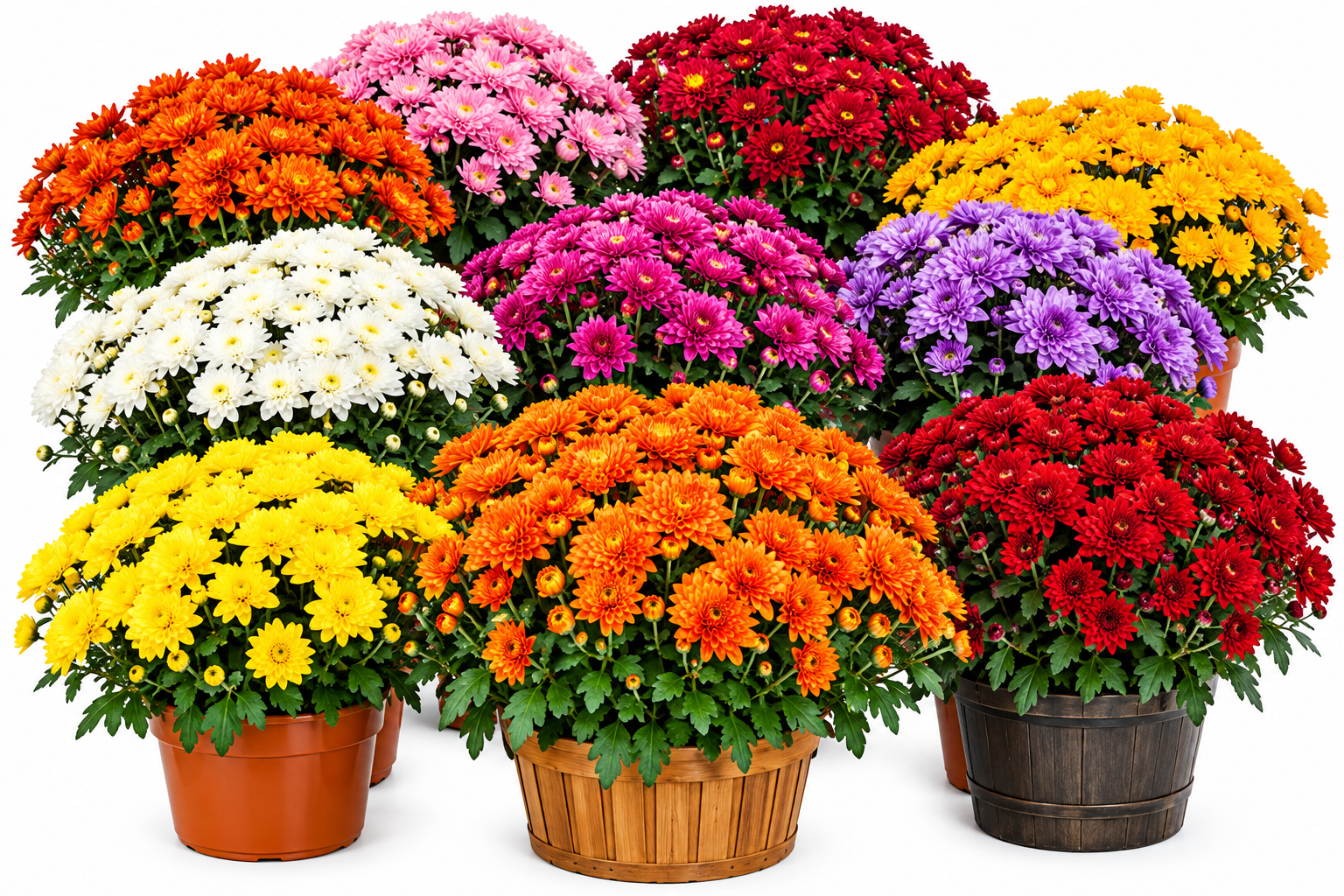 Mums of Every Color