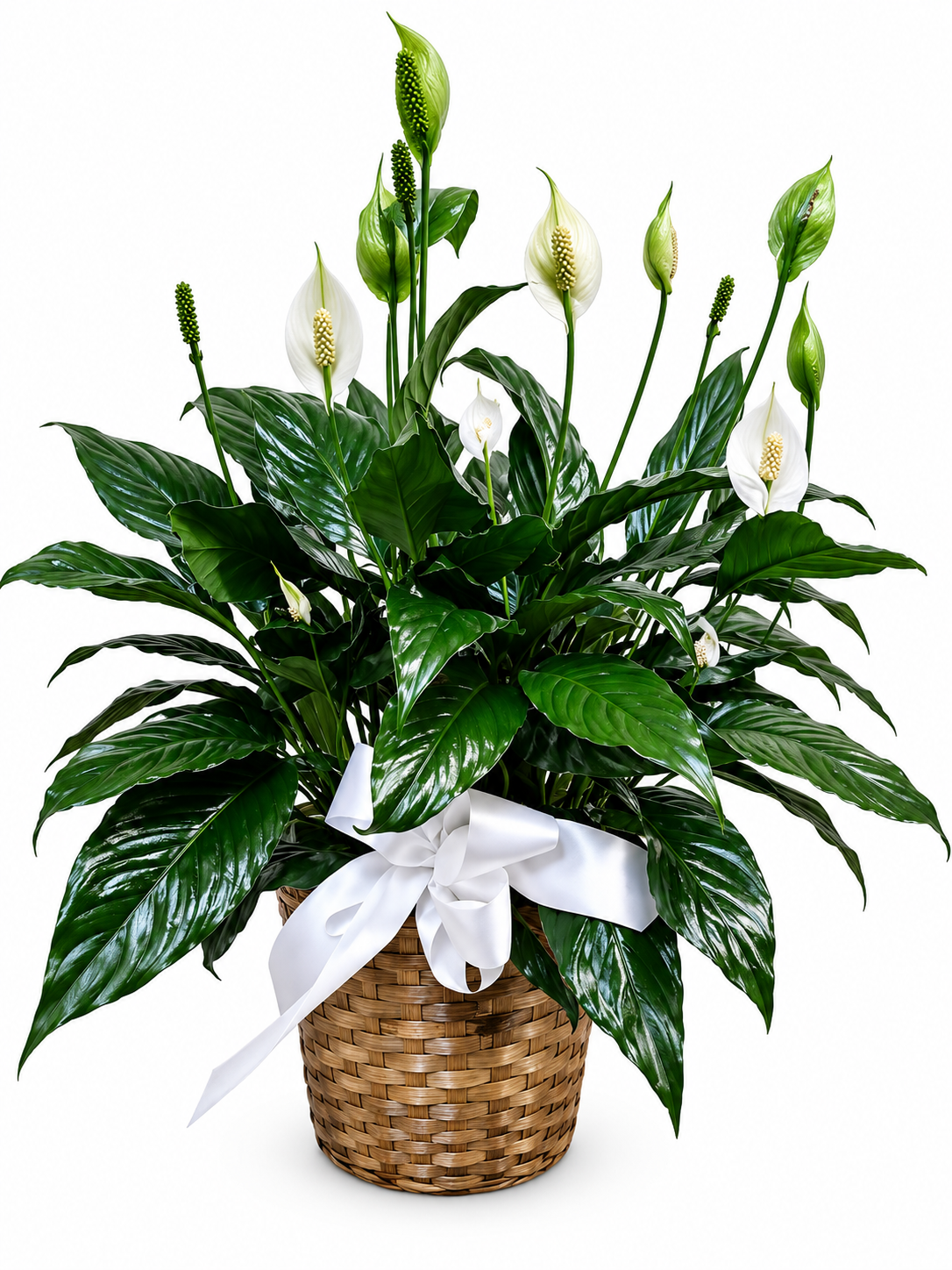 Peace Lily Plant